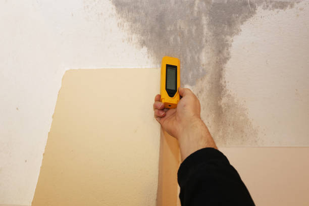 Reliable Ansted, WV Mold Removal Solutions