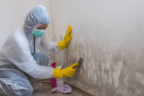 Best Mold Odor Removal Services  in Ansted, WV