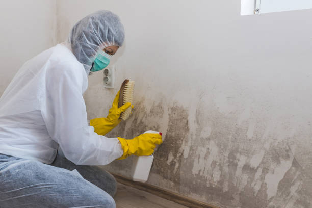 Best Real Estate Mold Inspection  in Ansted, WV