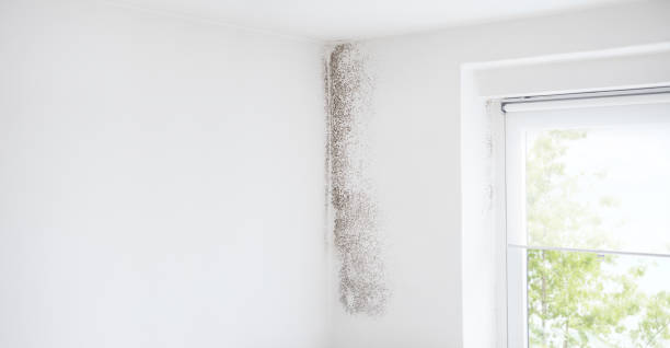 Asbestos and Lead Testing During Mold Inspection in Ansted, WV