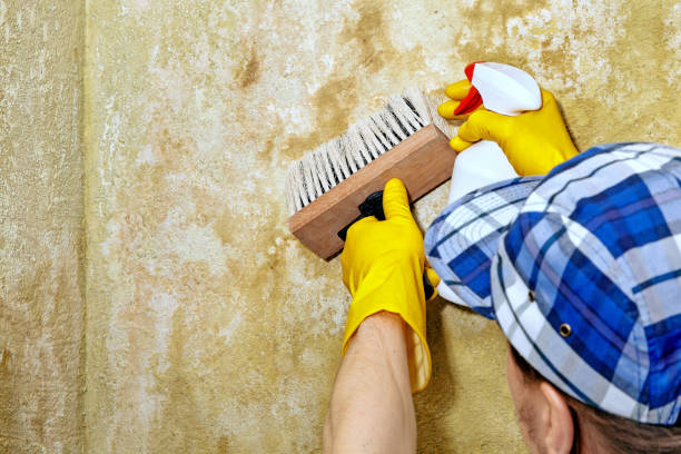 Best Emergency Mold Remediation  in Ansted, WV