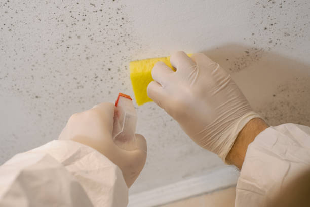 Best Mold Documentation for Insurance Claims  in Ansted, WV
