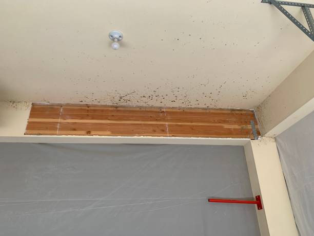 Best Mold Removal for HVAC Installations  in Ansted, WV