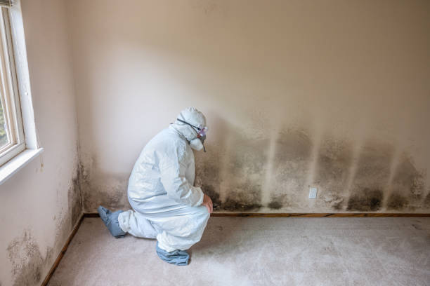 Best Biohazard Mold Removal  in Ansted, WV