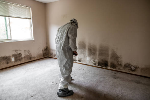 Best Asbestos and Lead Testing During Mold Inspection  in Ansted, WV