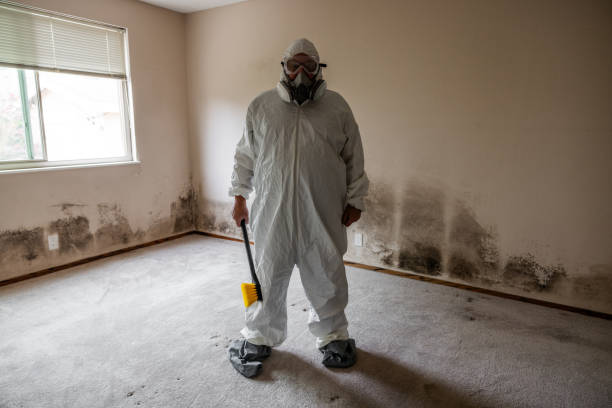 Best Industrial Mold Remediation  in Ansted, WV