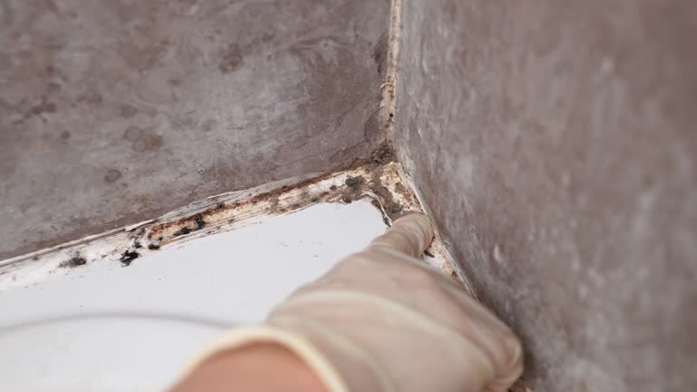 Best Post-Construction Mold Inspection  in Ansted, WV