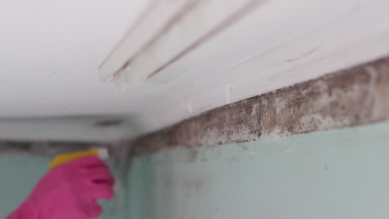 Best Basement Mold Removal  in Ansted, WV